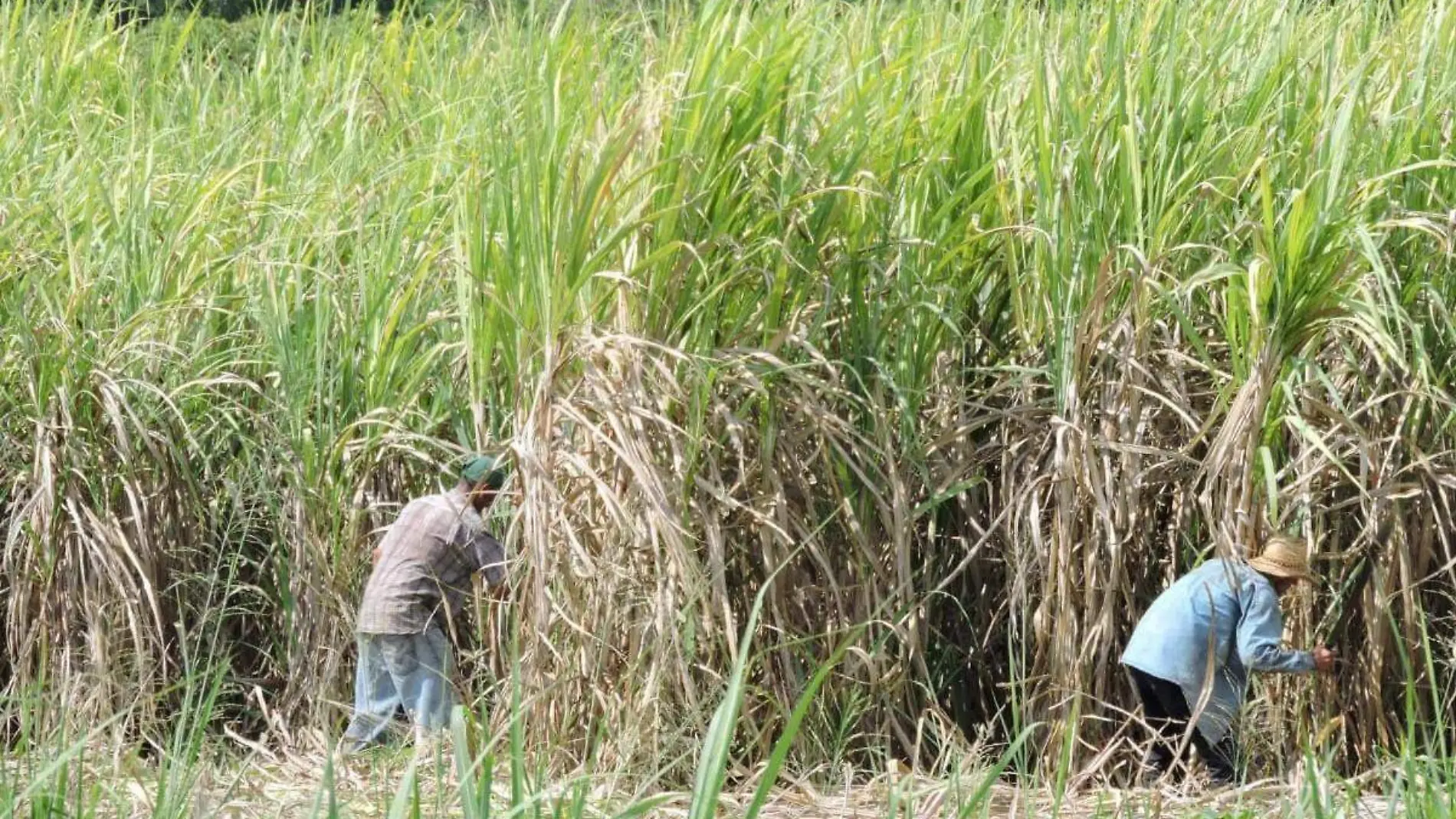 Producción Agrícola SEDER